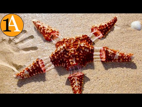 Video: Werden Seesterne an den Strand gespült?