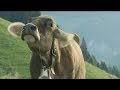 Будущее альпийских лугов: чем не угодили швейцарские коровы?