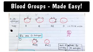 Blood Groups - MADE EASY!