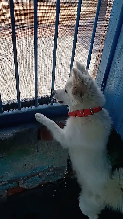 naughty Pomeranian puppy 🥰🥰🥰🥰
