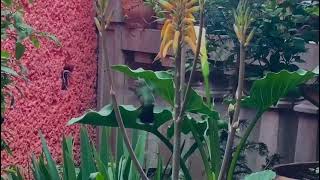 Colibrí visitando flor