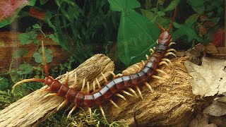 Sukses Budidaya Kelabang Dengan mudah