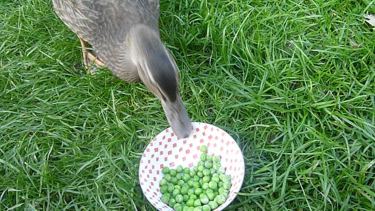 Watching Ducks Eat Peas Is The Therapy You Never Knew You Needed – ViralNova