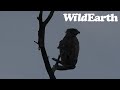 WildEarth - Sunrise  Safari - 27 April 2022