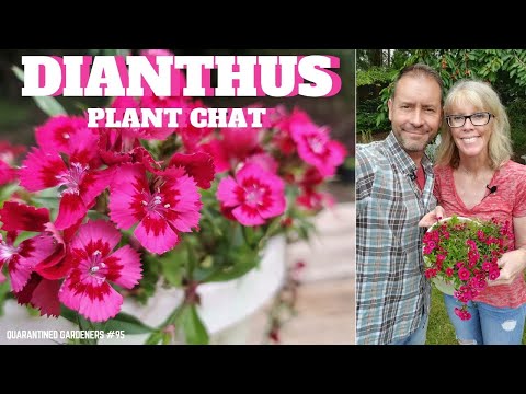 ვიდეო: დიანტუსის ყვავილების გაშენება ბაღში - როგორ მოვუაროთ დიანთუსს