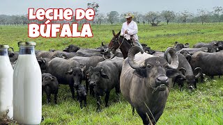 Visitamos una gran HACIENDA de BÚFALOS 🦬🥛 Josué y Elie