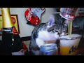 Overflowing beer can. Pandora Cat