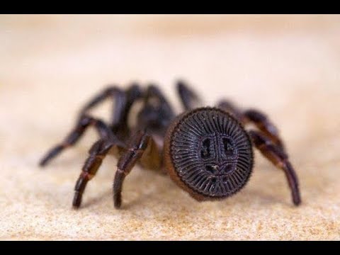 la-ara-a-cyclocosmia-documental-youtube