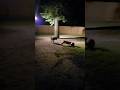 (BANE) Night Run !! #migos #dogplaying #viralshort