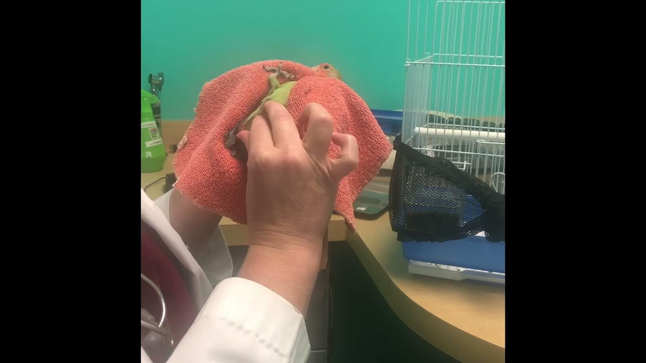 Our First Avian Veterinarian Appointment YouTube