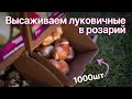 Дополняем розарий композициями из луковичных. Простые и эффектные сочетания