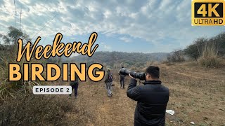 Weekend Birding Episode 2: Bhondsi | Big birding day 2024 | Birdwatching vlog