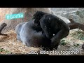 Gorilla Dad Wants To Sleep