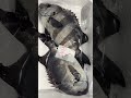 知ってな損やで編 vol731