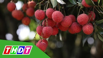 Lần đầu tiên xuất khẩu vải thiều tươi sang Thái Lan | THDT