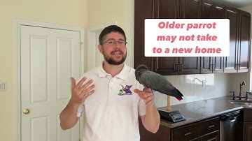 Importance of Positive Reinforcement Training for Older Parrots