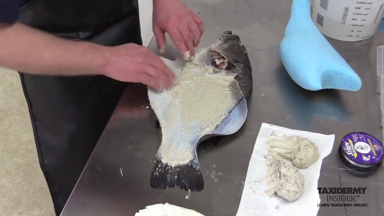 Largemouth Bass Skin Mount # 12 Sewing