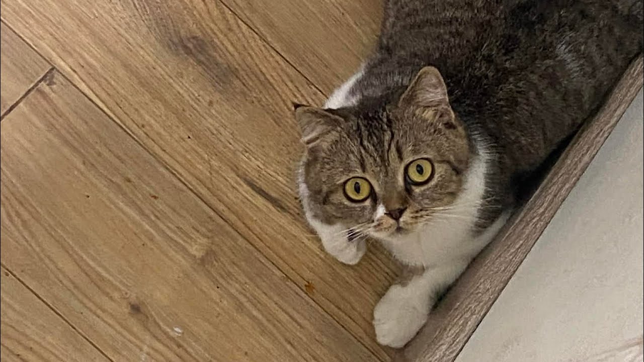 (CS2) 31 frags map de_train