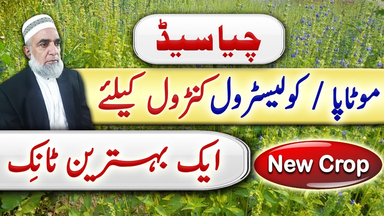 Cultivation of Chia seed in Punjab Crop Reformer YouTube