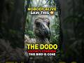 What If Humans Found The Dodo Today 😳 #shorts #animals #wildlife #history
