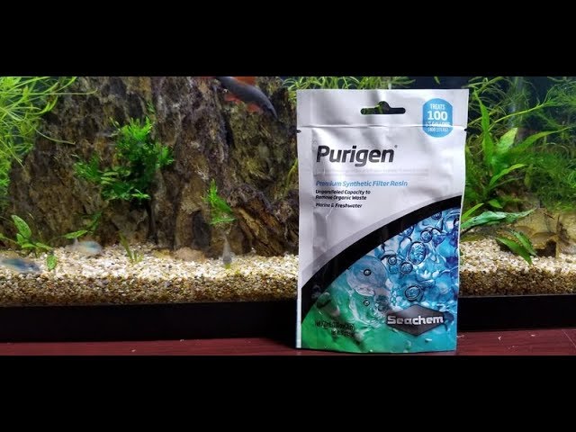 Purigen vs Black Beard Algae PART 1 