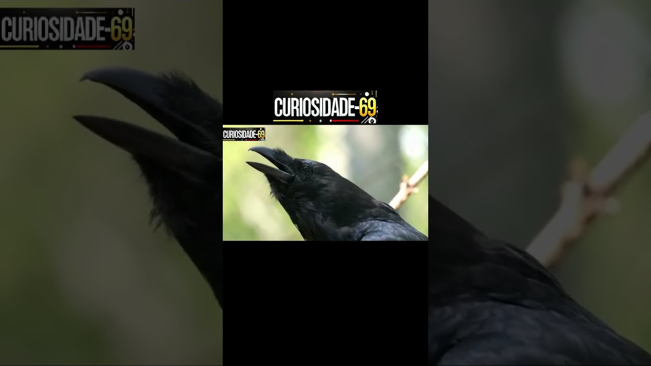 Corvos Genios Alados do reino Animal