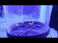 【熱帯魚動画図鑑】イソギンチャクモエビ