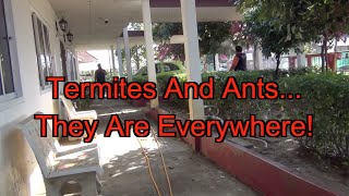 Termites And Ants...They Are Everywhere!