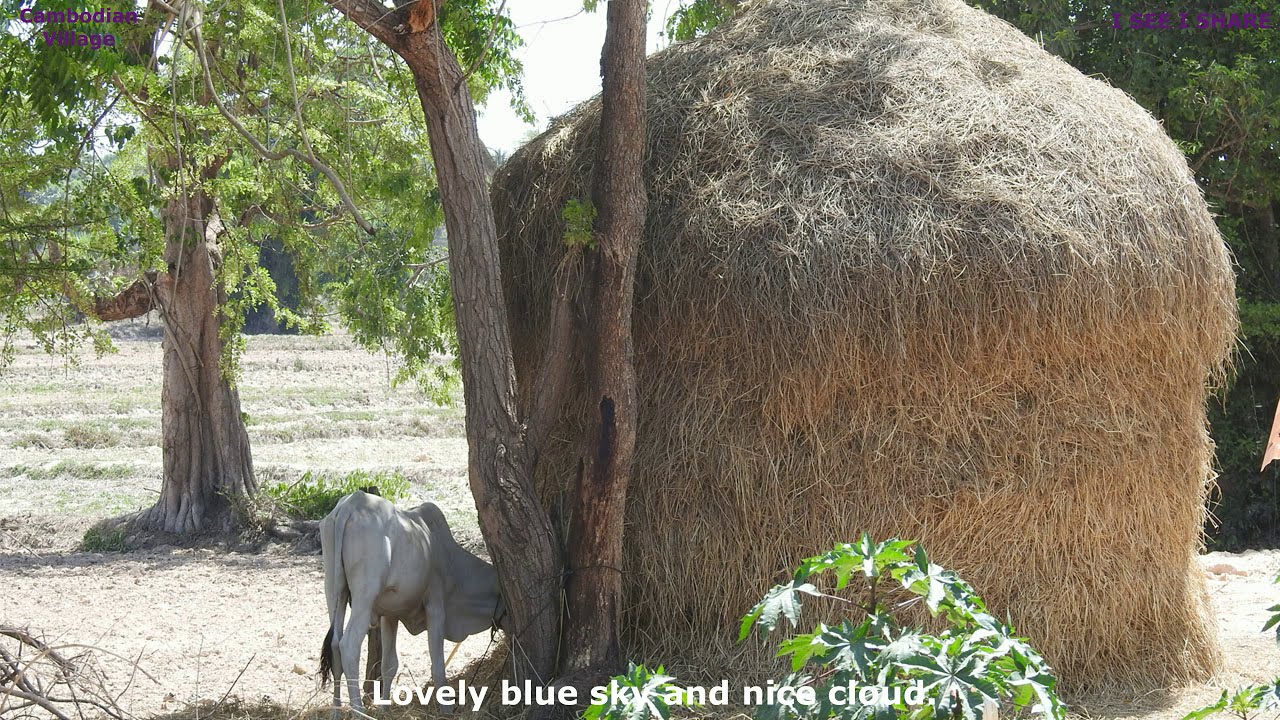 Great Tour To See Local Life Of Cambodian People In Countryside