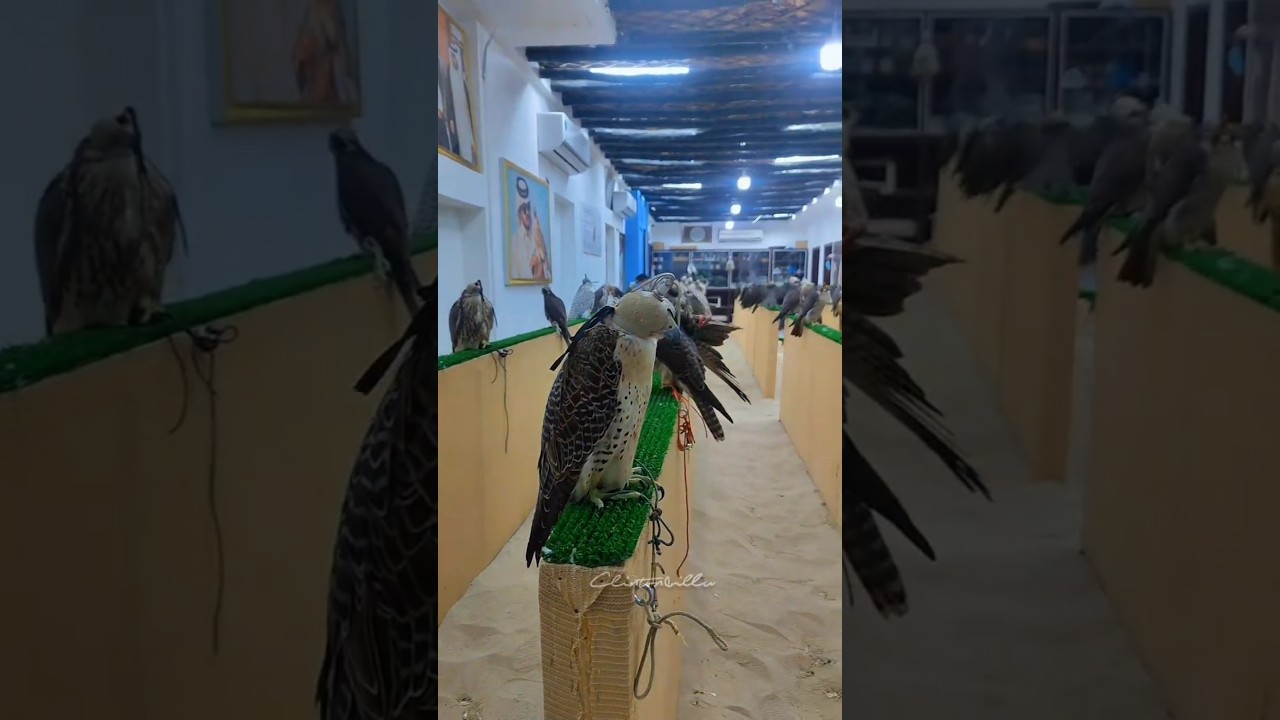 I Visited Souq Waqif Market in Qatar