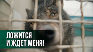 ТИГРЫ, ЛЕВ И ЛЕОПАРД! // Фермер открыл огромный зоопарк под Минском!