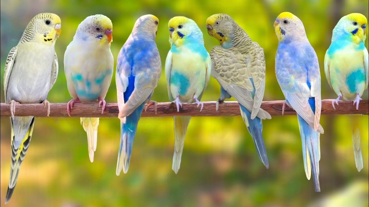 🐦Happy Summer Budgies Songs for Your Budgies to Sing Along | 12 Hours Parakeet Songs 🕊️