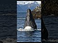 You won’t believe the actual size of this whale... 🐋😱 #ocean #explore #majestic #whale