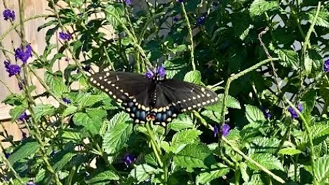 Beautiful butterfly visit outside with the kitties