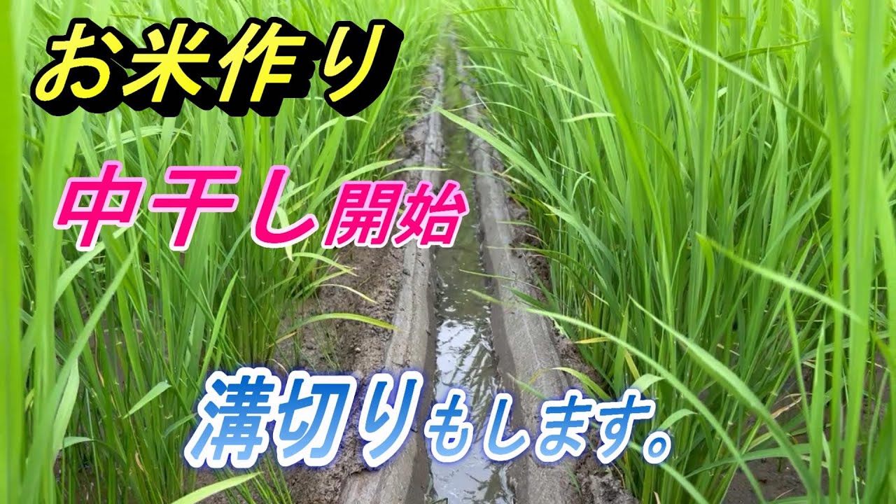 【2025田んぼ】中干し開始、溝切りもします。