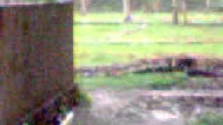 Maambra 3333333333333333