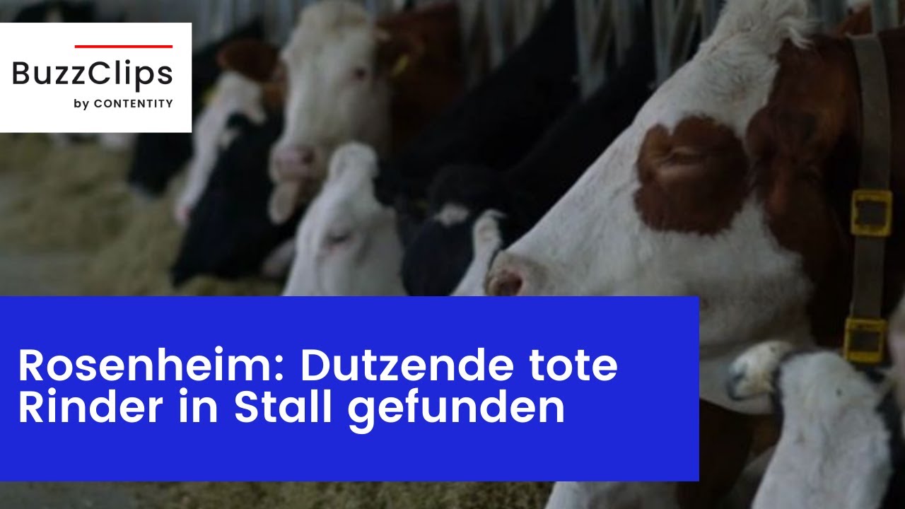Rose Rinder Tote Rinder Gefunden | Tote Rinder In Notstall – MAPC