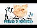 🛀¿Cómo bañar a un gato Persa o Exótico? 🛀Baño Básico de Mantenimiento