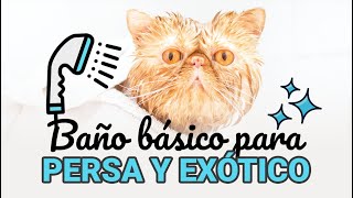 ¿Cómo bañar a un gato Persa o Exótico? Baño Básico de Mantenimiento