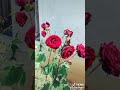 من يوم شفت لحلو ما نامت عيوني