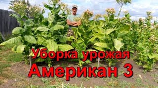 Уборка Урожая - Ломка Листа - Курительный Табак.
