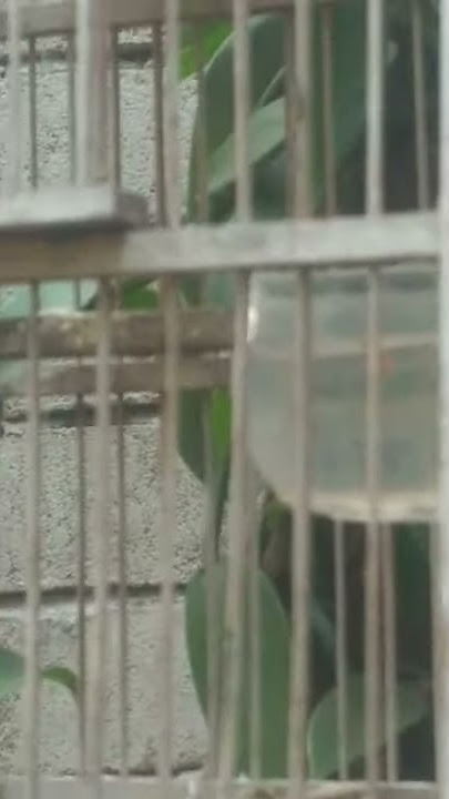 Suara anakan burung manyar tempua baru belajar ngeriwik