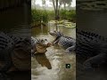 The Rule: Why Alligators Rarely Fight