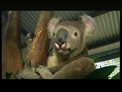 Video: Koala - Beutelbär und wehrlos