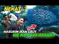 GATEL PENGEN LIAT IKAN SCHOOLING, GUE MASUKIN DEH IKAN SCHOOLING AIR LAUT KE KOLAM AVIARY !