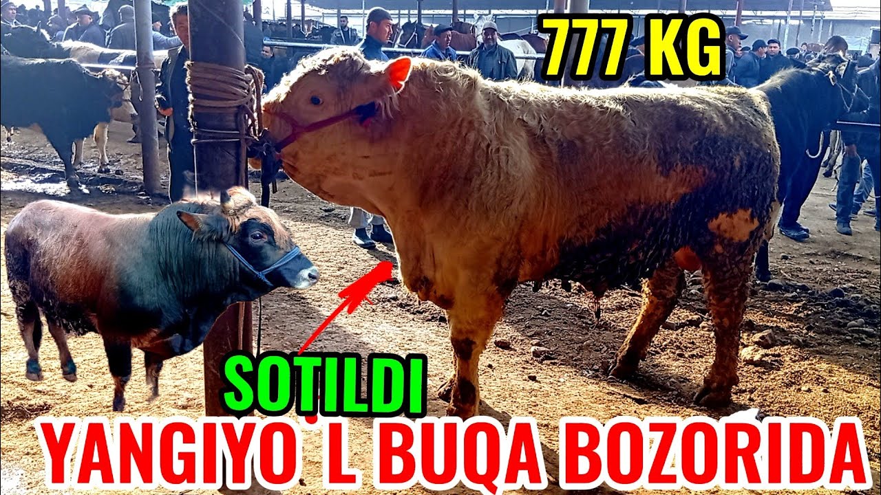 YANGIYOʻL BUQA BOZORIDAGI BUGUNGI NARXLAR 🦬🦬🐃🐂🦬