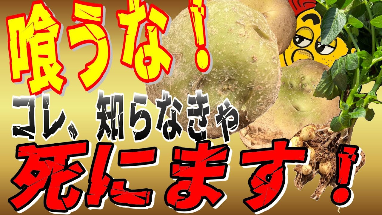 【ジャガイモ食中毒】学校の調理実習で発生する集団食中毒の実態とは！？