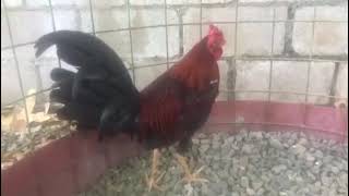 Los Que No Fallan En Traba La Fatima Completo Su Segundo Combate