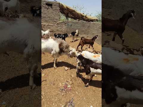 عنزة ضخمة تطارد عنزة أخرى لمقابلتها