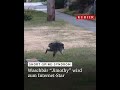 #Waschbär #Jimothy geht viral: Millionen Fans im Netz